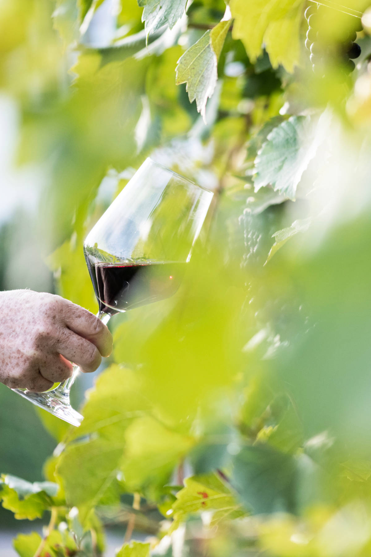 Füllemann Wein