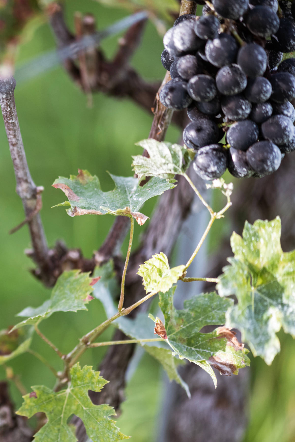 Füllemann Wein